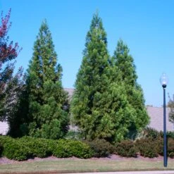 Cryptomeria Radicans 9 Cryptomeria Radicans -Flourish Garden Cryptomeria Radicans 2