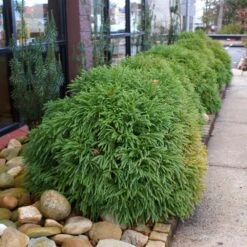 Cryptomeria 'Globosa Nana' Shrub -Flourish Garden Cryptomeria Radicans 2 3165d994 5f65 4559 9565 a9ab498ac1dd