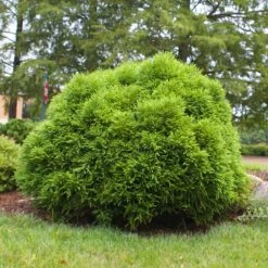 Cryptomeria 'Globosa Nana' Shrub -Flourish Garden Cryptomeria Radicans 3