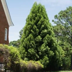 Cryptomeria Radicans 11 Cryptomeria Radicans -Flourish Garden Cryptomeria Radicans 5