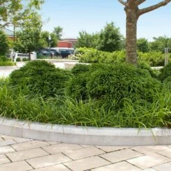 Cryptomeria 'Globosa Nana' Shrub -Flourish Garden Cryptomeria Radicans 5 1b1b9abd 7f86 4bef bc80 cb1e72effa46