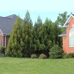 Cryptomeria Radicans 12 Cryptomeria Radicans -Flourish Garden Cryptomeria Radicans 6