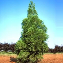 Yoshino Japanese Cedar -Flourish Garden Cryptomeria Yoshino 1