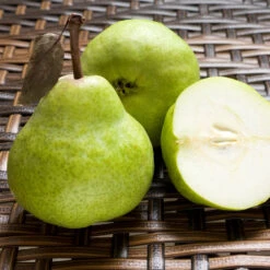 D'Anjou Pear Tree -Flourish Garden DAnjou Pear 3 FGT da277ba9 1c1c 4f9f 9202 bc3a27216f3b