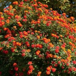 Dallas Red Lantana -Flourish Garden Dallas Red lantana 2