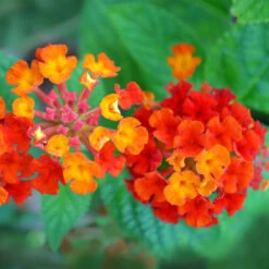 Dallas Red Lantana -Flourish Garden Dallas Red lantana 7 FGTjpg