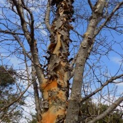 DannaSpire Columnar Elm Tree 11 DannaSpire Columnar Elm Tree -Flourish Garden Danaspire Elm 1