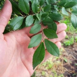 DannaSpire Columnar Elm Tree 8 DannaSpire Columnar Elm Tree -Flourish Garden Danaspire Elm 2