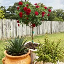 Dancing In The Dark™ Rose Tree -Flourish Garden Dancing in the Dark 2