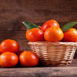 Dancy Tangerine Tree 8 Dancy Tangerine Tree -Flourish Garden Dancy Tangerine 1 FGT