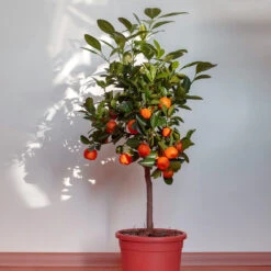 Dancy Tangerine Tree 7 Dancy Tangerine Tree -Flourish Garden Dancy Tangerine 2 FGT