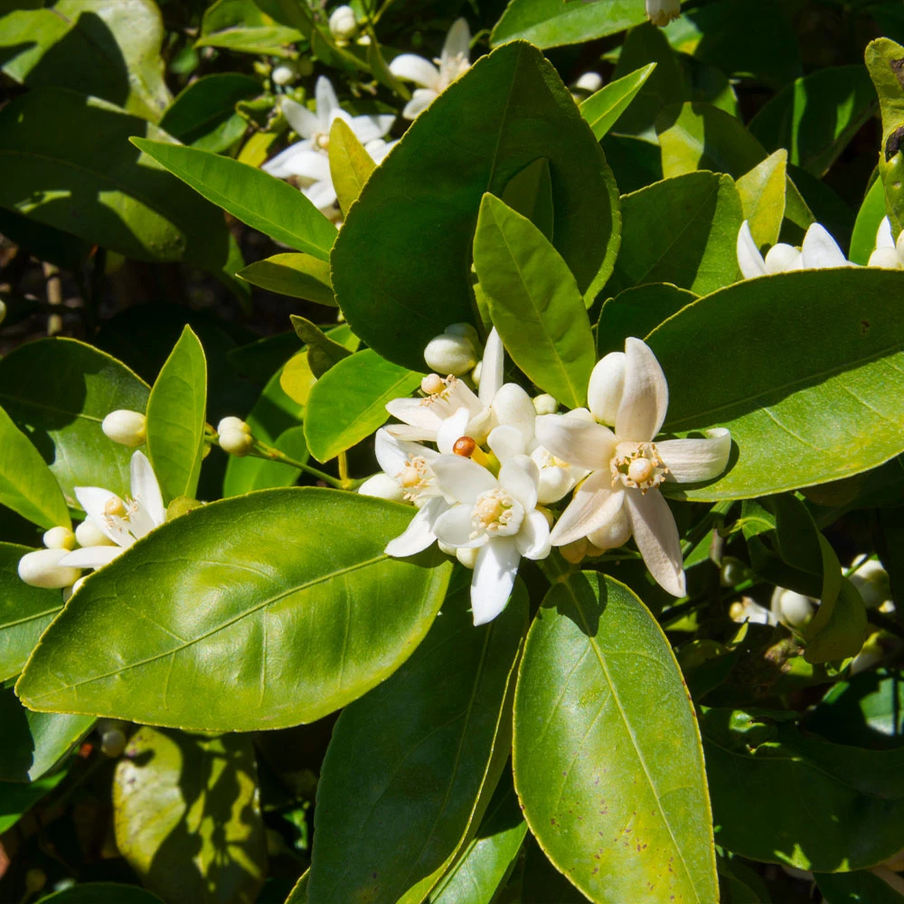 Dancy Tangerine Tree 5 Dancy Tangerine Tree - Image 5