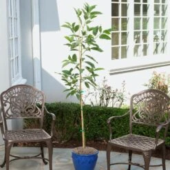 Condo™ Avocado Tree -Flourish Garden Day Condo Avocado 1