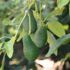 Condo™ Avocado Tree -Flourish Garden Day Condo Avocado 4