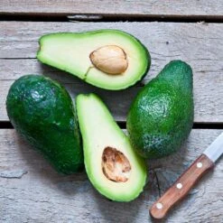 Condo™ Avocado Tree -Flourish Garden Day Condo Avocado 5 FGT