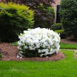 Delaware Valley White Azalea -Flourish Garden Delaware Valley Azalea FGT 2