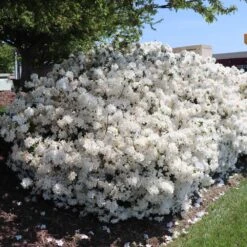 Delaware Valley White Azalea -Flourish Garden Delaware Valley Azalea FGT 3