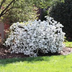 Delaware Valley White Azalea -Flourish Garden Delaware Valley Azalea FGT 4