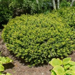 Dense Spreading Yew -Flourish Garden Dense spreading yew 1