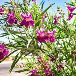 Bubba Jones Desert Willow -Flourish Garden Desert WIllow Bubba Jones 1