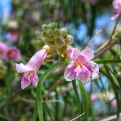 Bubba Desert Willow -Flourish Garden Desert Willow Bubba 2