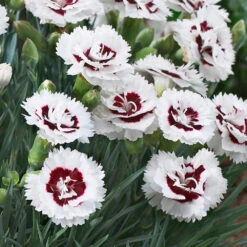 Scent First® Coconut Surprise Dianthus Plant 5 Scent First® Coconut Surprise Dianthus Plant -Flourish Garden Dianthus Coconut Sundae 2