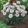Scent First® Coconut Surprise Dianthus Plant