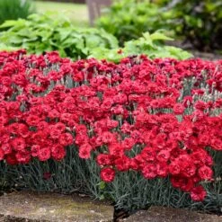 Fruit Punch® ‘Maraschino’ Dianthus -Flourish Garden Dianthus Fruit Punch 2