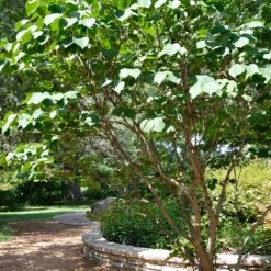 Don EGolf Redbud Tree -Flourish Garden Don E Golf Redbud 1