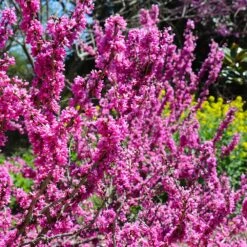 Don EGolf Redbud Tree -Flourish Garden Don E Golf Redbud 6 FGT