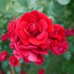 Don Juan Climbing Rose -Flourish Garden Don Juan 1 FGT