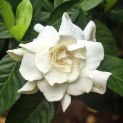 Double Blooming Gardenia Tree 7 Double Blooming Gardenia Tree -Flourish Garden Double Blooming Gardenia 3 FGT