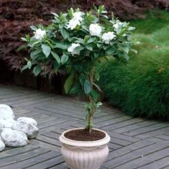 Double Blooming Gardenia Tree 8 Double Blooming Gardenia Tree -Flourish Garden Double Blooming Gardenia 6 FGT