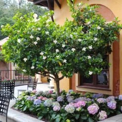 Double Blooming Gardenia Tree 9 Double Blooming Gardenia Tree -Flourish Garden Double Blooming Gardenia Tree 6