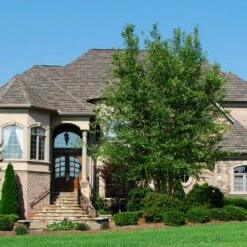 Dura Heat® River Birch -Flourish Garden Dura Heat River Birch 1