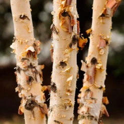 Dura Heat® River Birch -Flourish Garden Dura Heat River Birch 4