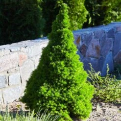 Dwarf Alberta Spruce 7 Dwarf Alberta Spruce -Flourish Garden Dwarf ALberta ALberta Spruce 3 FGT