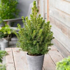 Dwarf Alberta Spruce 8 Dwarf Alberta Spruce -Flourish Garden Dwarf ALberta ALberta Spruce 5 FGT