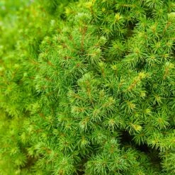 Dwarf Alberta Spruce 9 Dwarf Alberta Spruce -Flourish Garden Dwarf ALberta ALberta Spruce 6