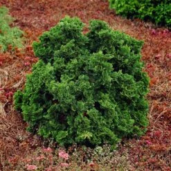 Dwarf Hinoki Cypress Shrub -Flourish Garden Dwarf Hinoki Cypress 1