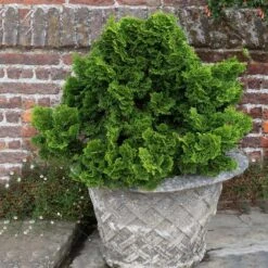 Dwarf Hinoki Cypress Shrub -Flourish Garden Dwarf Hinoki Cypress 2