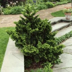 Dwarf Hinoki Cypress Shrub -Flourish Garden Dwarf Hinoki Cypress 3