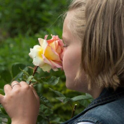 Euphoria® Rose Shrub -Flourish Garden EUphoria Rose Tree 1