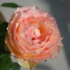 Euphoria® Rose Shrub -Flourish Garden EUphoria Rose Tree 2