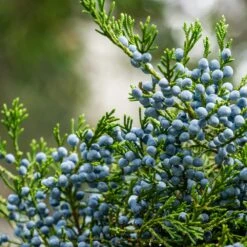 Eastern Red Cedar Tree 7 Eastern Red Cedar Tree -Flourish Garden Eastern Red Cedar 2 FGT