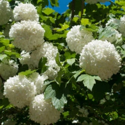 Eastern Snowball Bush 5 Eastern Snowball Bush -Flourish Garden Eastern Snowball 3 FGT