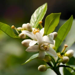 EasyPeel Clementine Tree -Flourish Garden Easy Peel Clementine 5