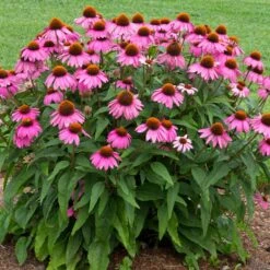 PowWow® Wild Berry Coneflower (Echinacea) 5 PowWow® Wild Berry Coneflower (Echinacea) -Flourish Garden Echinacea Pow Wow Wildberry 1