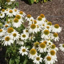 PowWow® White Coneflower (Echinacea) -Flourish Garden Echinacea PowWow WHite 2