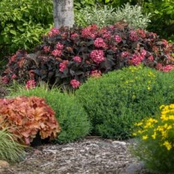 Eclipse® Bigleaf Hydrangea -Flourish Garden Eclipse Mophead 4